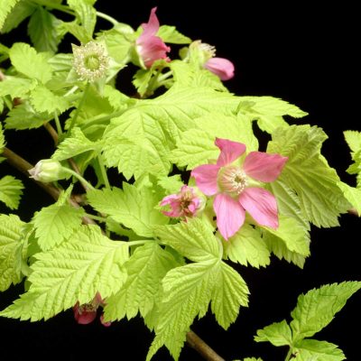 Rubus 'Golden Ruby'