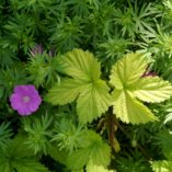 Rubus 'Golden Ruby'