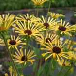 Rudbeckia 'Henry Eilers'