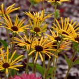 Rudbeckia 'Henry Eilers'