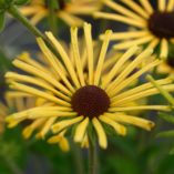 Rudbeckia 'Henry Eilers'