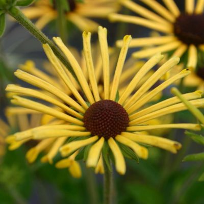 Rudbeckia 'Henry Eilers'