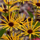 Rudbeckia 'Henry Eilers'