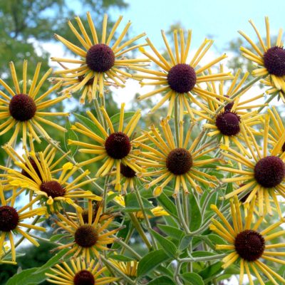 Rudbeckia 'Henry Eilers'