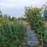 Rudbeckia 'Henry Eilers'