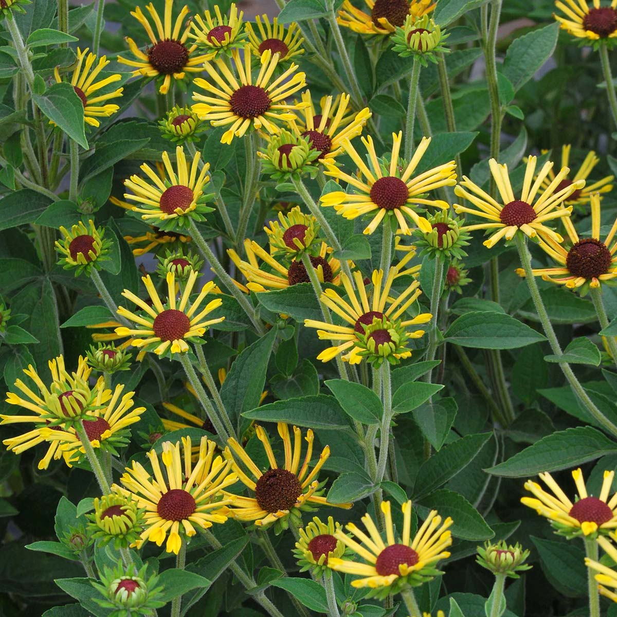 Rudbeckia 'Little Henry'