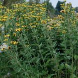 Rudbeckia 'Little Henry'