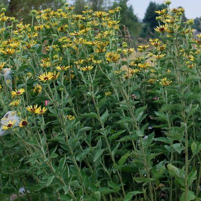 Rudbeckia 'Little Henry'