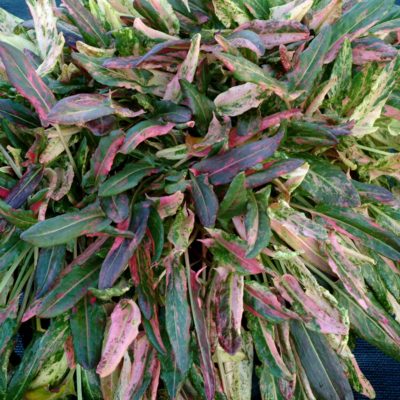 Rumex 'Rhubarb Pie'