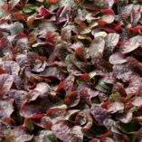 Salvia 'Burgundy Bliss'