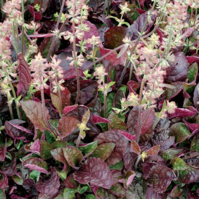 Salvia 'Burgundy Bliss'