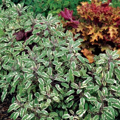 Salvia 'Silver Sabre'