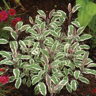 Salvia 'Silver Sabre'