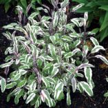 Salvia 'Silver Sabre'