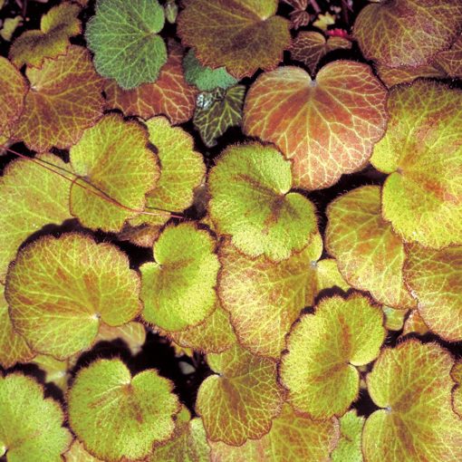 Saxifraga 'Harvest Moon'