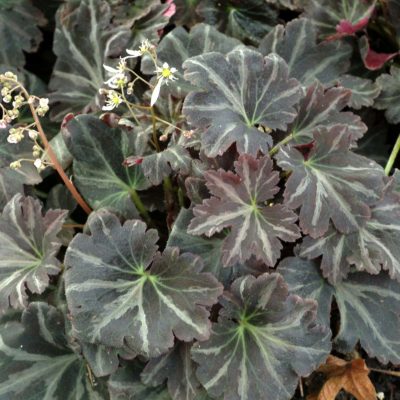 Saxifraga 'Silver Velvet'