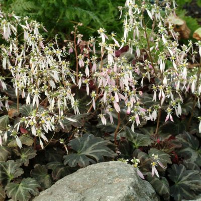 Saxifraga 'Silver Velvet'