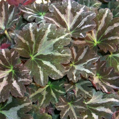 Saxifraga 'Silver Velvet'