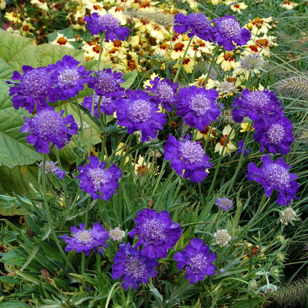 Scabiosa 'Ultra Violet'