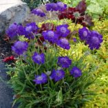 Scabiosa 'Ultra Violet'