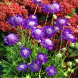 Scabiosa 'Ultra Violet'