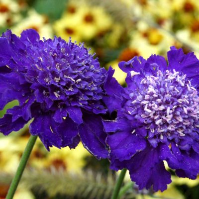 Scabiosa 'Ultra Violet'