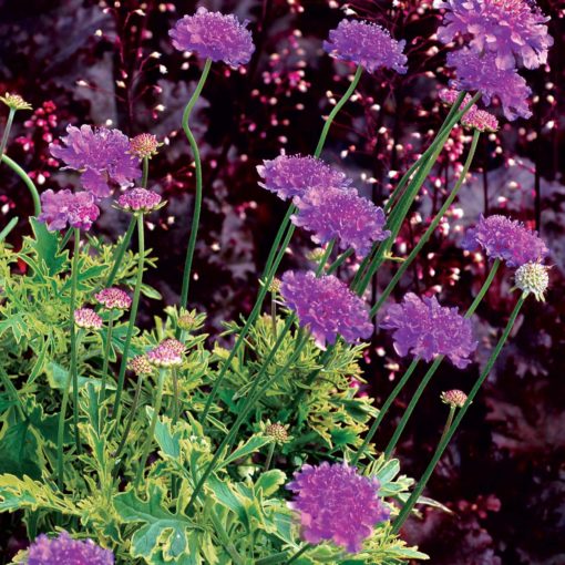 Scabiosa 'Vivid Imagination'