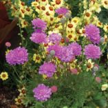 Scabiosa 'Vivid Violet'