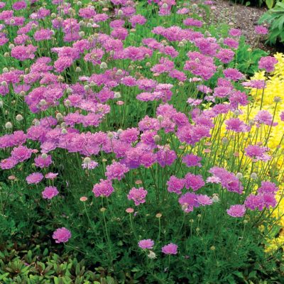 Scabiosa 'Vivid Violet'