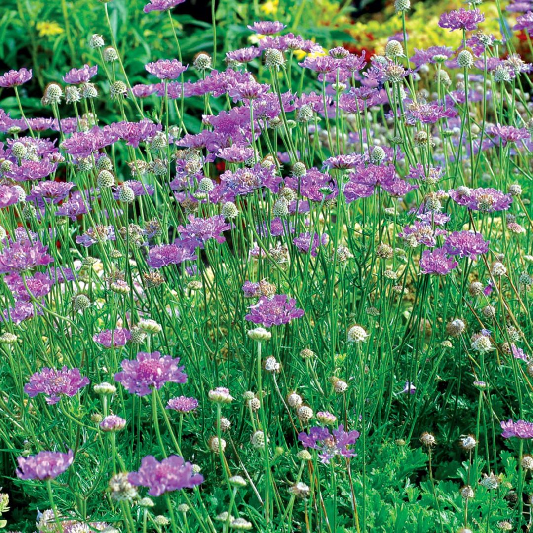 Scabiosa ‘Vivid Violet’ TERRA NOVA® Nurseries, Inc.