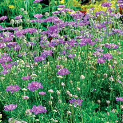 Scabiosa 'Vivid Violet'