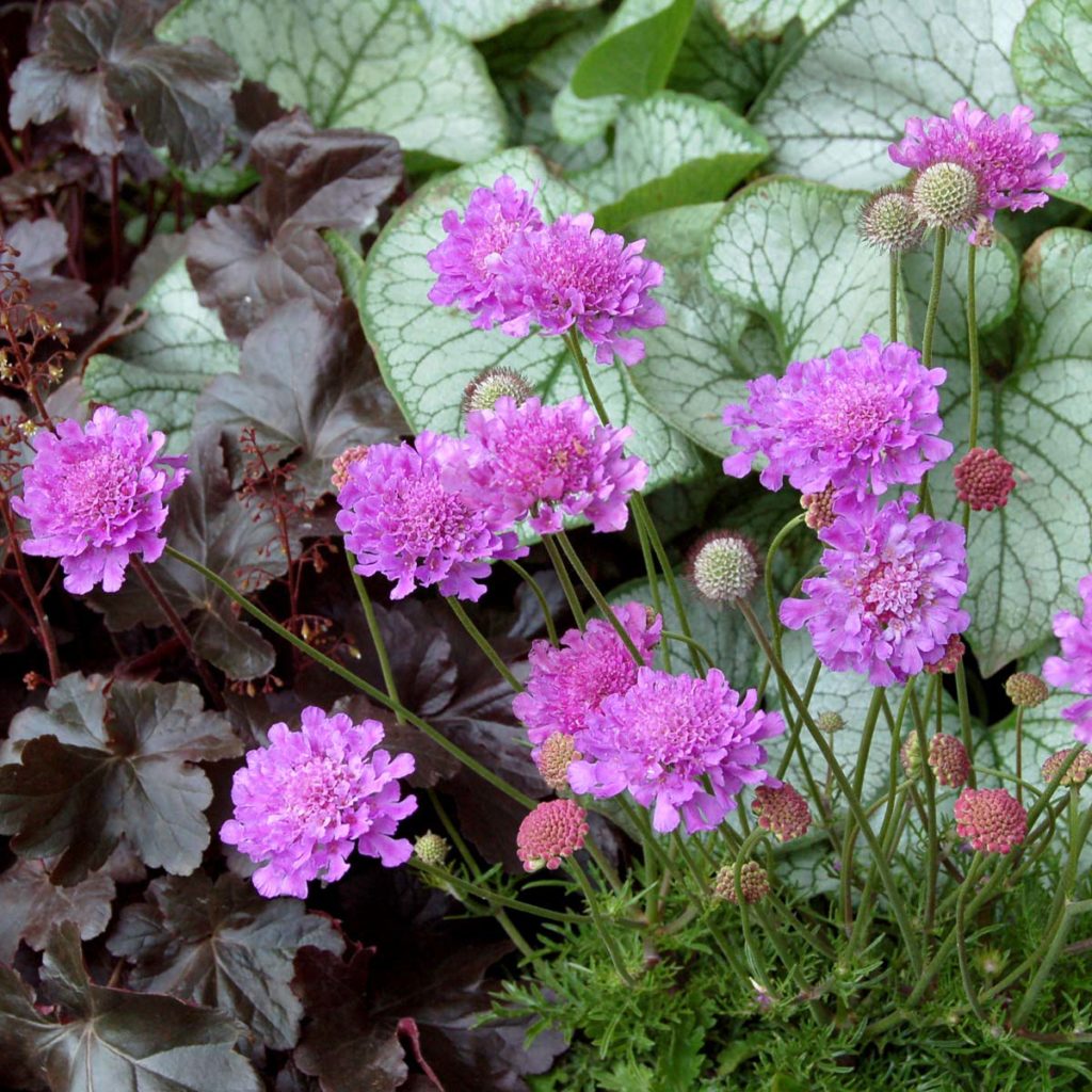 Scabiosa ‘Vivid Violet’ TERRA NOVA® Nurseries, Inc.