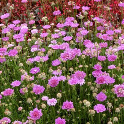 Scabiosa 'Vivid Violet'