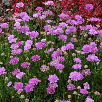 Scabiosa 'Vivid Violet'