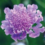 Scabiosa 'Vivid Violet'