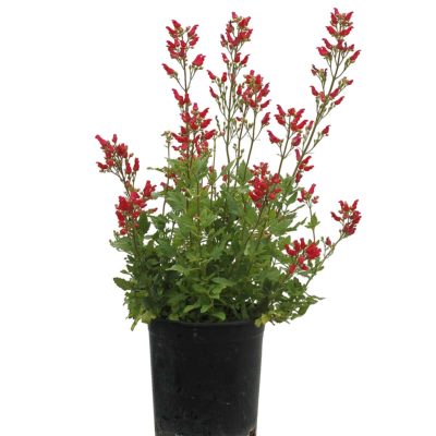 Scrophularia CARDINALE™ Red