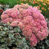 Sedum 'Beach Party'