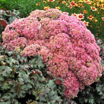 Sedum 'Beach Party'