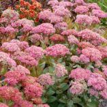 Sedum 'Beach Party'