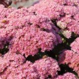 Sedum 'Beach Party'