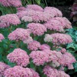 Sedum 'Beach Party'