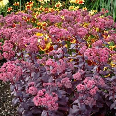 Sedum 'Cherry Truffle'