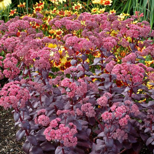 Sedum 'Cherry Truffle'