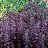 Sedum 'Cherry Truffle'