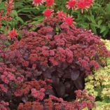 Sedum 'Cherry Truffle'