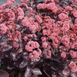 Sedum 'Cherry Truffle'