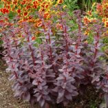 Sedum 'Cherry Truffle'