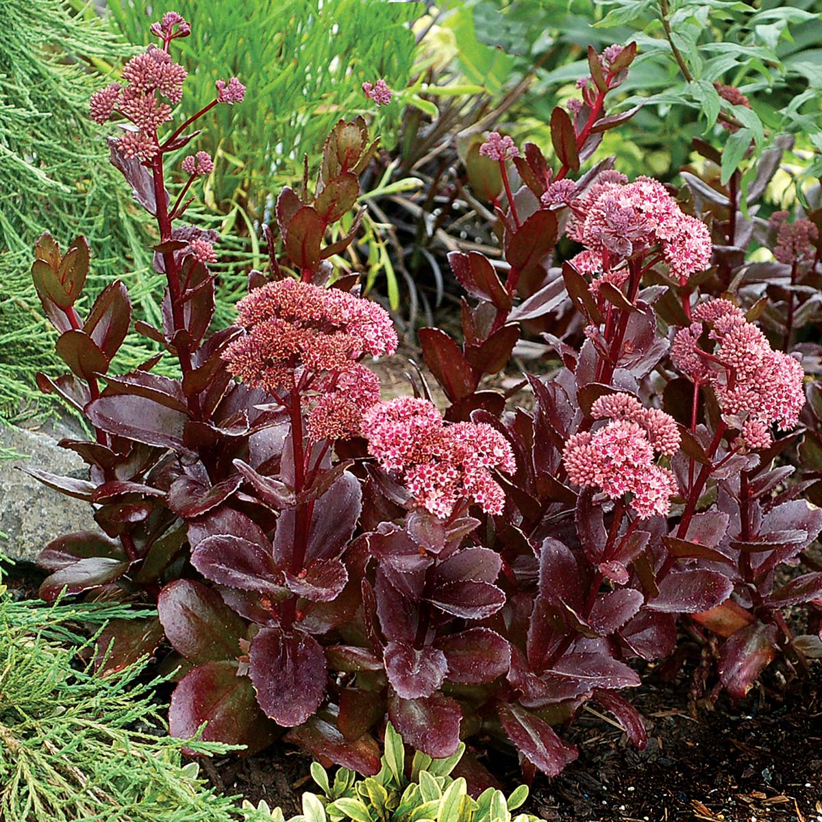 Sedum 'Chocolate Drop'