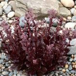 Sedum 'Chocolate Drop'