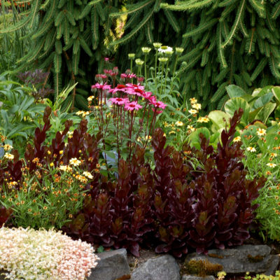 Sedum 'Chocolate Drop'